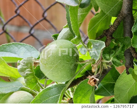 Green unripe apples on branch in an orchard on a sunny day 126795717