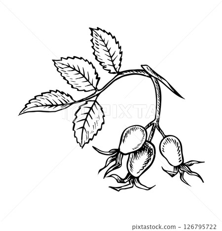 Rosehip fruits. Vector graphics. Black and white hand-drawn illustration. On a white background. Great for stickers, banners, posters and packaging, postcards and labels, prints and more. 126795722