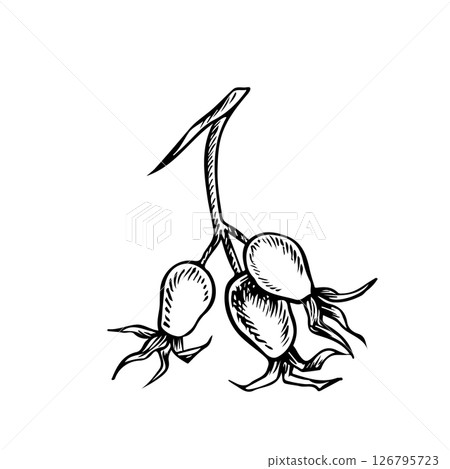 Rosehip fruits. Vector graphics. Black and white hand-drawn illustration. On a white background. Great for stickers, banners, posters and packaging, postcards and labels, prints and more. 126795723