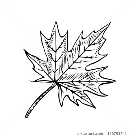 The maple leaf. Vector graphics. Black and white hand-drawn illustration. On a white background. Great for stickers, banners, posters and packaging, postcards, flyers, labels and prints. The maple leaf. Vector graphics. Black and white hand-drawn illustration. On a white background. Great for stickers, banners, posters and packaging, postcards, flyers, labels and prints. 126795741