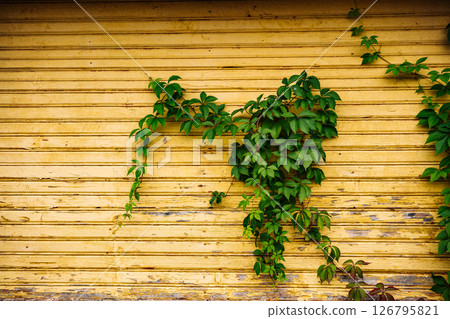 Green ivy climbing on a yellow wooden wall 126795821