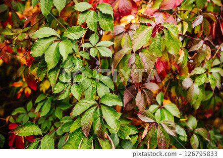 Colorful autumn leaves changing color on a Virginia Creeper vine Colorful autumn leaves changing color on a Virginia Creeper vine 126795833