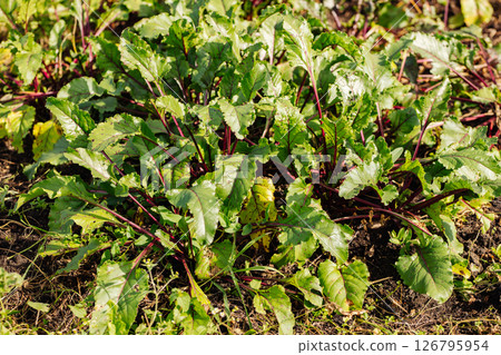 Young beet greens growing in the garden during summer day 126795954