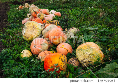 Harvested pumpkins lying on the grass in the field 126795961
