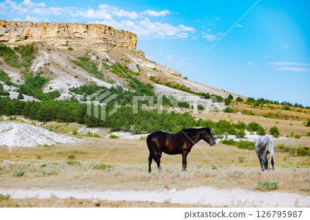 Wild horses grazing near White Rock mountain in Koktebel, Crimea 126795987
