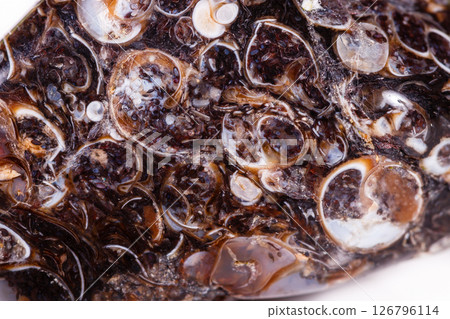 Macro mineral agate fossil fossilized with fossilized turtles on white background 126796114