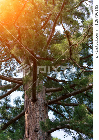 Pine Tree Sunlight: Tall evergreen tree with sunbeams, outdoors, daytime, showing plant growth. 126796185