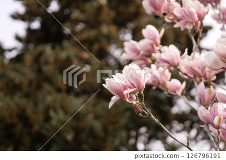 Magnolia Sulanjana flowers with petals in the spring season. beautiful pink magnolia flowers in spring, selective focusing. Magnolia Sulanjana flowers with petals in the spring season. beautiful pink magnolia flowers in spring, selective focusing. 126796191