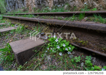 Rails, Flowers, Abandoned Railroad Tracks in Lush Greenery 126796208