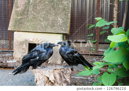 Beautiful black crows sit on a stump Beautiful black crows sit on a stump 126796228