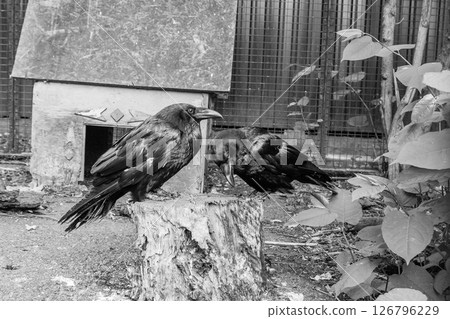 Beautiful black crows sit on a stump Beautiful black crows sit on a stump 126796229