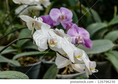Flowering orchids in the botanical garden 126796230