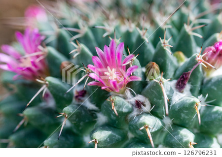 Flowering cactus with red flowers 126796231