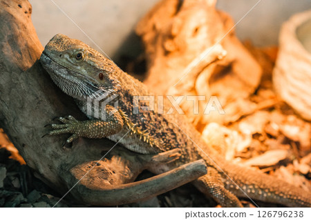 The bearded agama sits on a snag The bearded agama sits on a snag 126796238