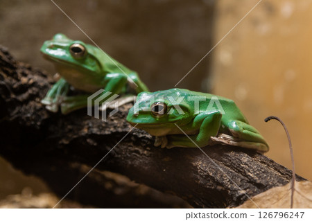 A green toad sits on a  branch 126796247