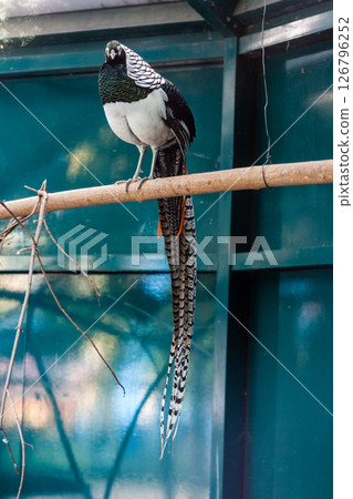 A beautiful pheasant sits on a branch 126796252