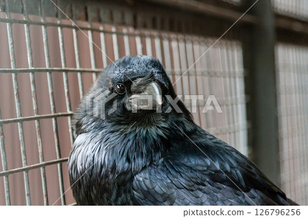 Big Black Raven sitting on a close-up branch 126796256