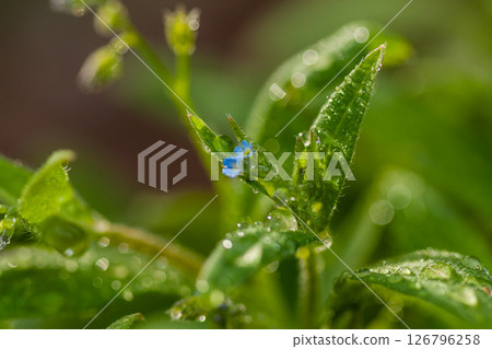 Macro field flowers blue with green leaves 126796258
