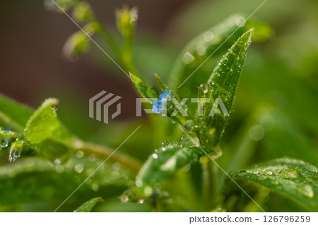 Macro field flowers blue with green leaves Macro field flowers blue with green leaves 126796259