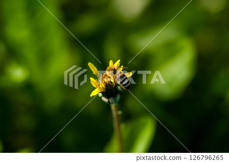 Macro of yellow dandelions on which sits a wasp Macro of yellow dandelions on which sits a wasp 126796265