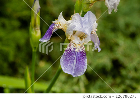 Beautiful flowers Iris with drops of water after a rain Beautiful flowers Iris with drops of water after a rain 126796273