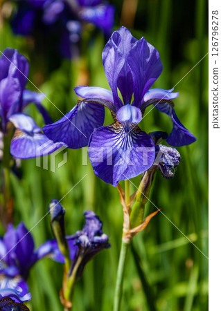 Beautiful violet irises under the sun light Beautiful violet irises under the sun light 126796278