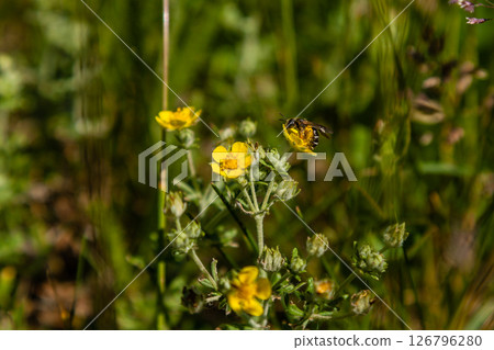 Field yellow flowers on which the bee is sitting 126796280