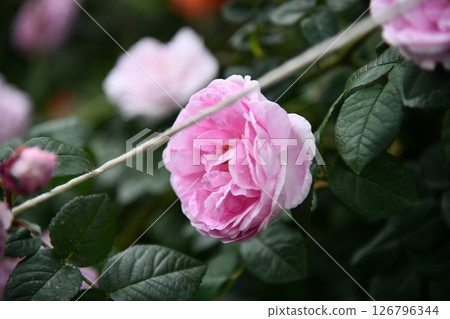 Flowers wall background with amazing red,orange,pink,purple,green and white chrysanthemum flowers ,Wedding 126796344