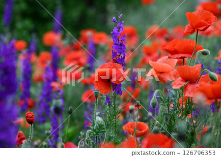 Sunrise over a sunflower field with distant trees Sunrise over a sunflower field with distant trees 126796353