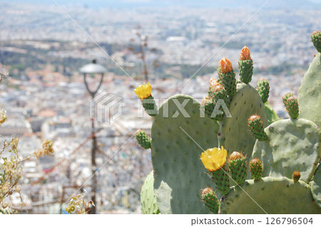 Blooming cactus opuntia prickly pear against the backdrop of the panorama of the city of Athens 126796504