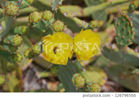 Blooming cactus opuntia prickly pear with a bee collecting nectar inside a yellow flower 126796508