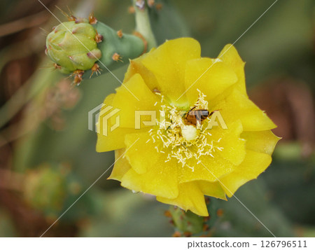 Blooming cactus opuntia prickly pear with a bee collecting nectar inside a yellow flower 126796511