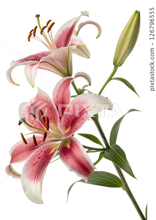 Vibrant stargazer lilies in full bloom with fresh green leaves and unopened buds, pink and white petals with speckled details, garden floral 126796555