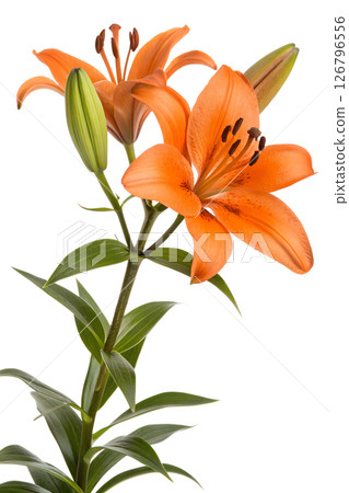 Bright orange lily flowers on tall green stem isolated on the transparent background, for floral designs, or greeting cards Bright orange lily flowers on tall green stem isolated on the transparent background, for floral designs, or greeting cards 126796556