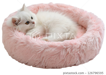 Adorable white kitten sleeping in soft pink fluffy pet bed isolated on transparent background, cute baby cat 126796595