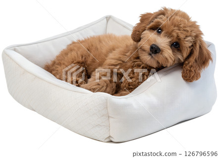 Maltipoo puppy in cozy white dog bed isolated on transparent background, fluffy small dog breed, pet care or animal advertisement concept 126796596