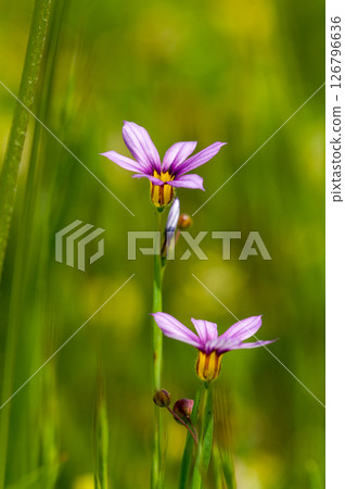 Niwazekisho Niwazekisho 126796636