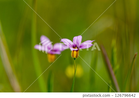 Niwazekisho 126796642