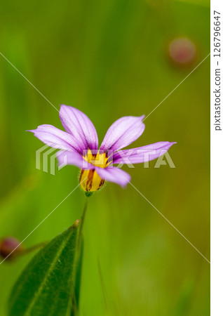 Niwazekisho Niwazekisho 126796647