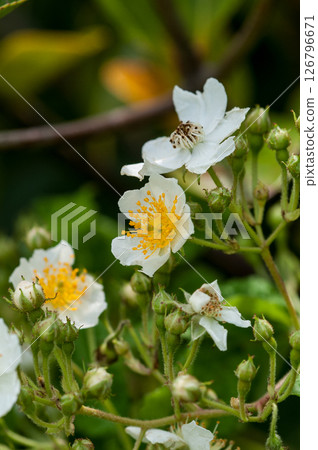 Wild rose flowers on the Shinano River and Yasuragi Embankment 126796671