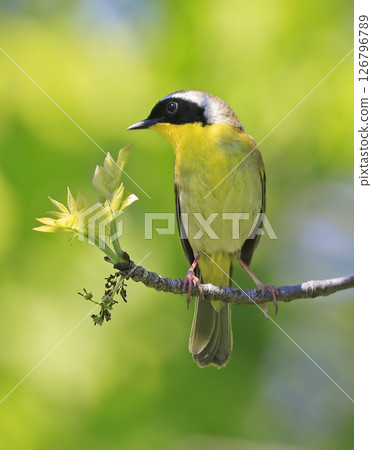 Common Yellowthroat perched on the tree branch with green background, Canada Common Yellowthroat perched on the tree branch with green background, Canada 126796789