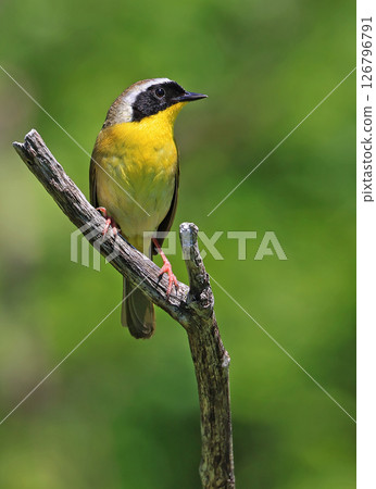 Common Yellowthroat perched on the tree branch with green background, Canad Common Yellowthroat perched on the tree branch with green background, Canad 126796791