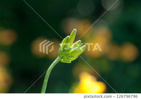 萱草花蕾 126796796