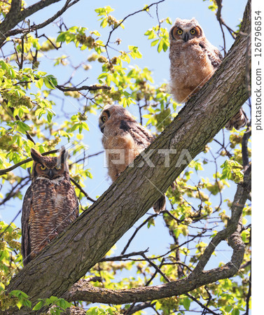Great-horned Owl babies sitting on a tree branch with their mother, Quebec, Canada Great-horned Owl babies sitting on a tree branch with their mother, Quebec, Canada 126796854