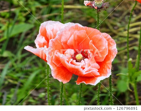 Detail of flowering the opium poppy in Latin papaver somniferum, poppy field Detail of flowering the opium poppy in Latin papaver somniferum, poppy field 126796891