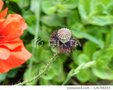 Green poppy head growing in field, closeup. 126796893