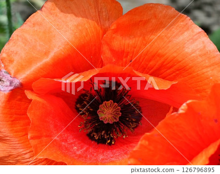 Details Blooming papaver somniferum L Red poppy. Flower. Close-up. Background. Details Blooming papaver somniferum L Red poppy. Flower. Close-up. Background. 126796895