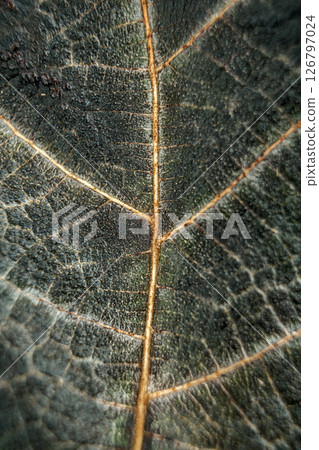 Macro Photo of Leaf Texture with Central Vein Macro Photo of Leaf Texture with Central Vein 126797024