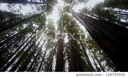 Majestic Redwood Trees Reaching for the Sky in Redwood National Park Majestic Redwood Trees Reaching for the Sky in Redwood National Park 126797030