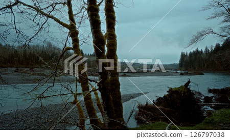 Mossy Trees Growing on the Banks of the Quillayute River in Forks, Washington Mossy Trees Growing on the Banks of the Quillayute River in Forks, Washington 126797038